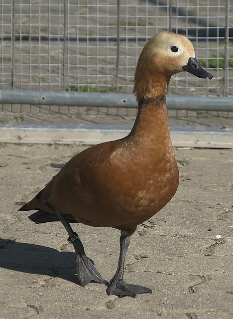 砥柱