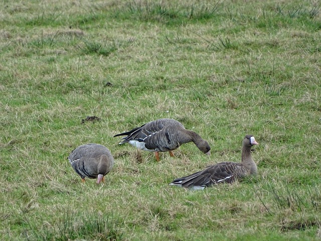【中甲·观察】重返中超?广州队正在将不可能变成可能.